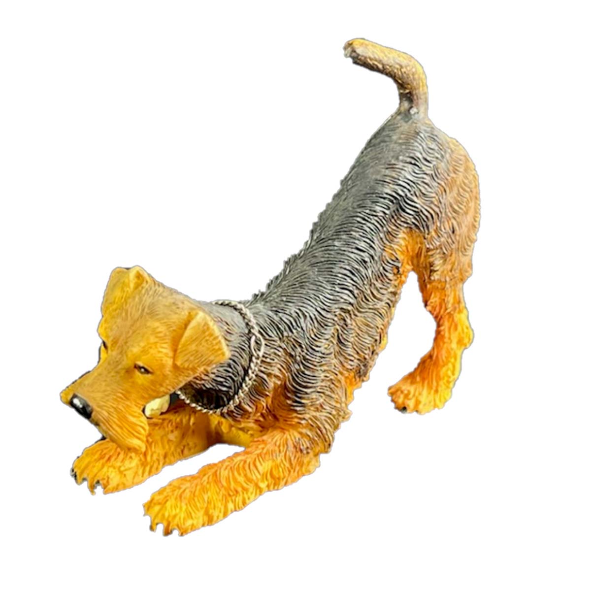 Welsh Terrier-Kennel Club Dogs