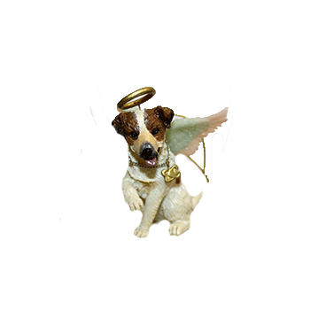 Jack Russell Angel Dog